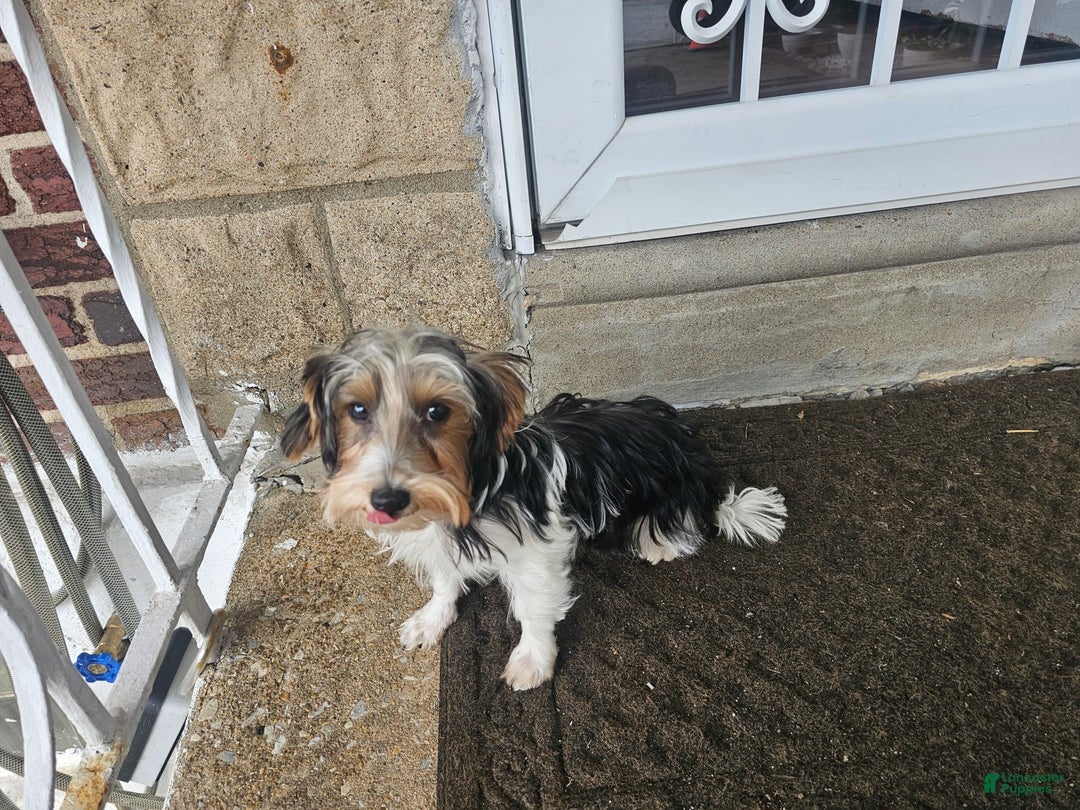 Biewer Terrier dogs for sale: Kiko - Image 2