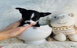 Chihuahua dogs for sale: Cherry - Image 2