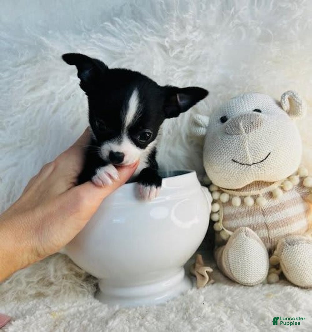 Chihuahua dogs for sale: Cherry - Image 2
