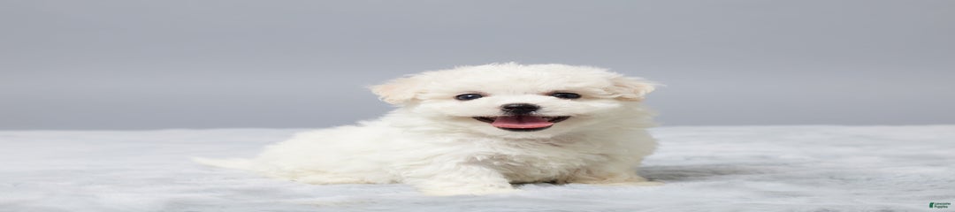 Zoey