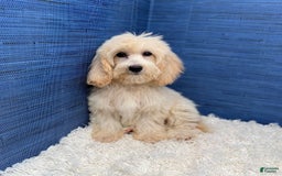 Maltipoo dogs for sale: Rebecca - Image 3