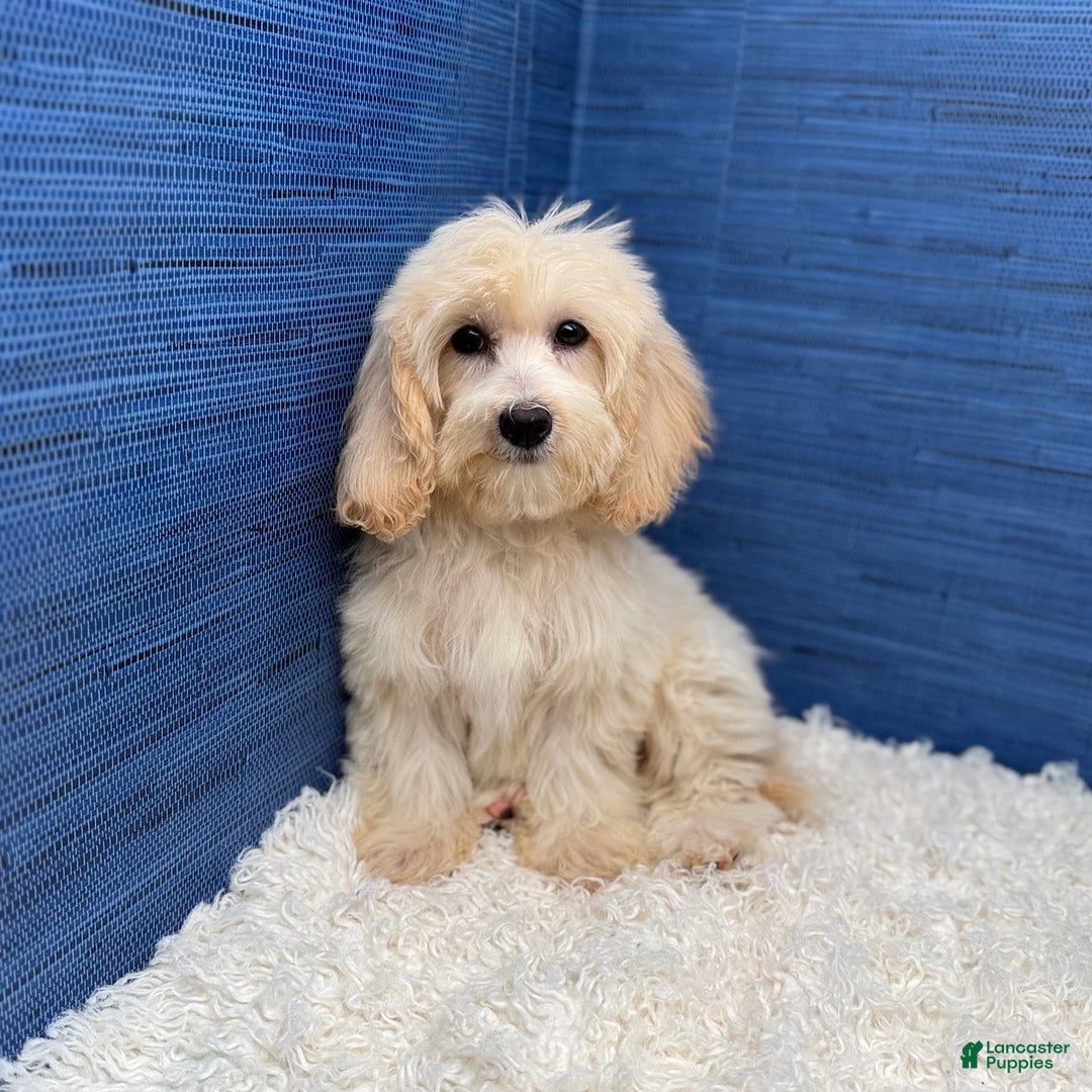 Maltipoo dogs for sale: Rebecca - Image 3