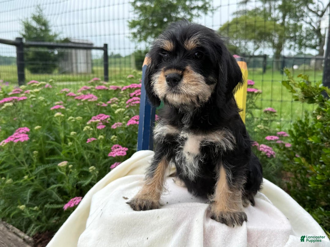 Miniature Schnauzer dogs for sale: Pearl - Image 1