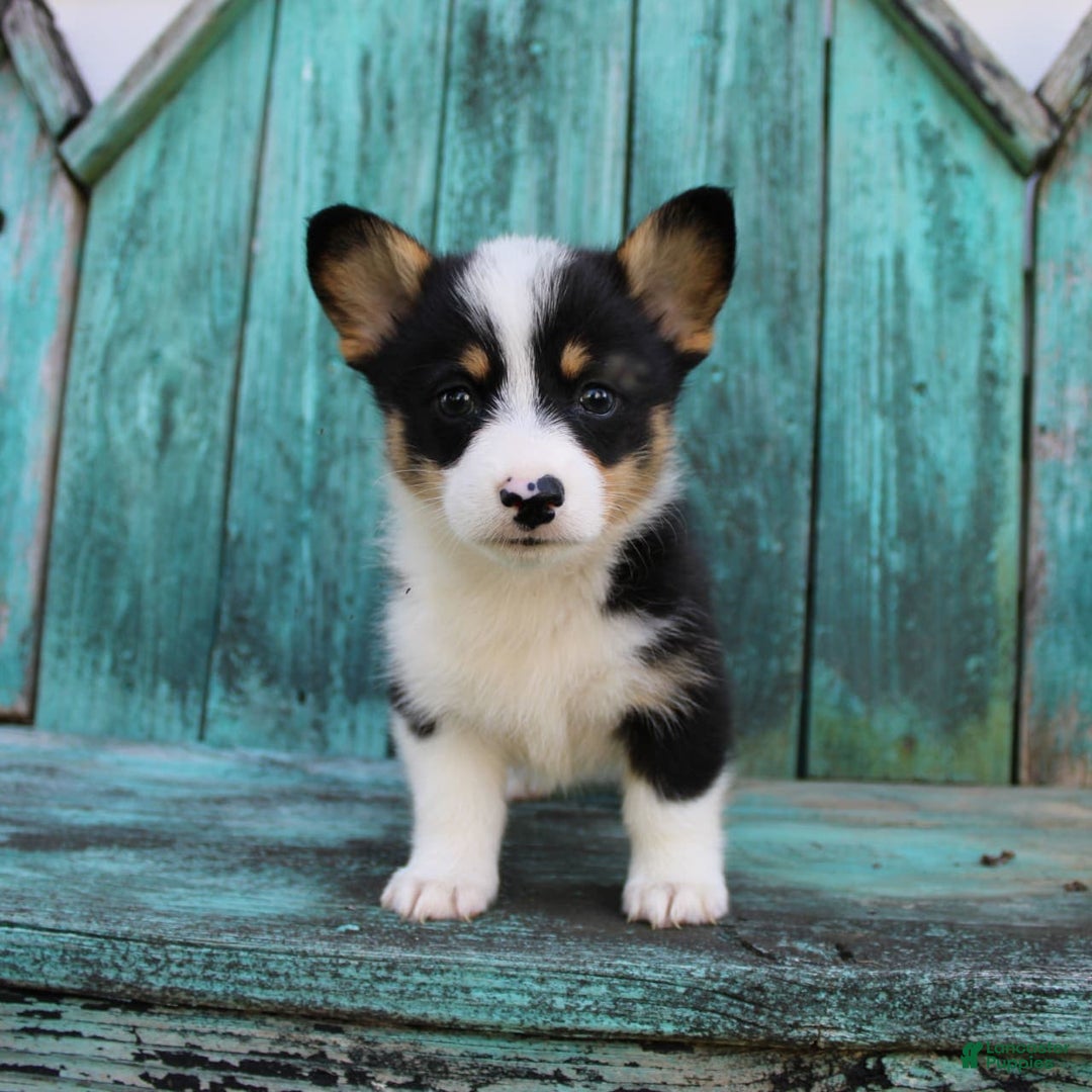 Welsh Corgi Pembroke dogs for sale: Lily - Image 1