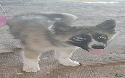 Siberian Husky dogs for sale: Kaya - Image 2