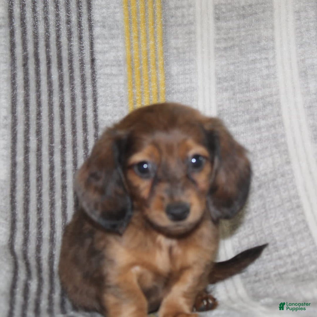 Miniature Dachshund dogs for sale: Zero - Image 10