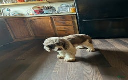 Cocker Spaniel dogs for sale: Cappuccino. - Image 3