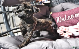 Toy Poodle dogs for sale: Aaron Ray - Image 2