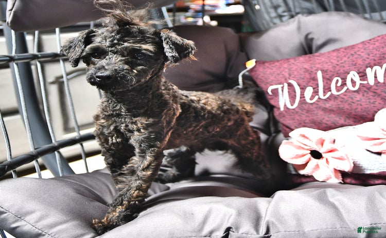 Toy Poodle dogs for sale - Ad 4