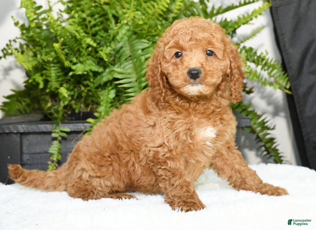 Mini Goldendoodle dogs for sale: Vince - Image 16