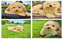Havapoo dogs for sale: Twinkie - Image 17