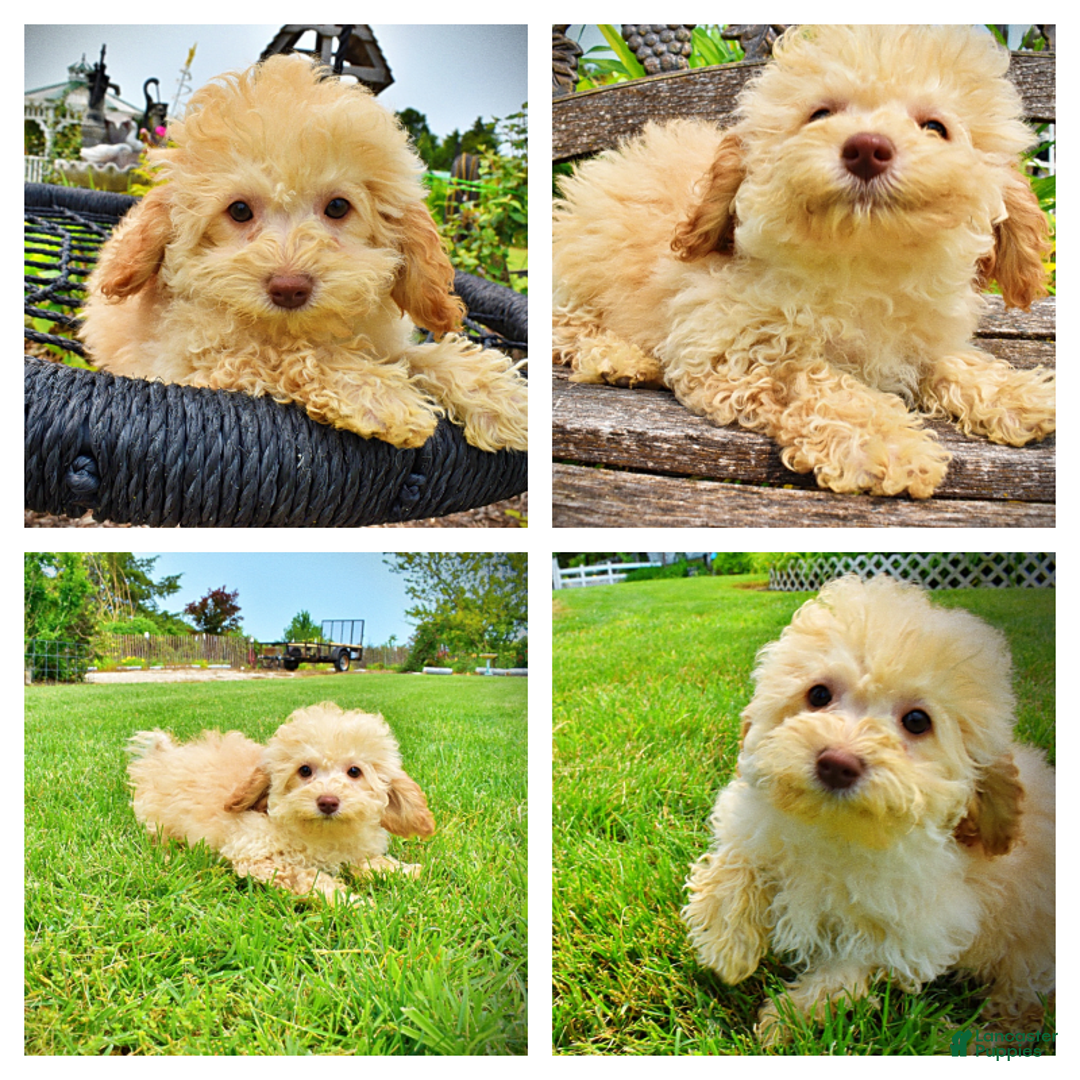 Havapoo dogs for sale: Twinkie - Image 17