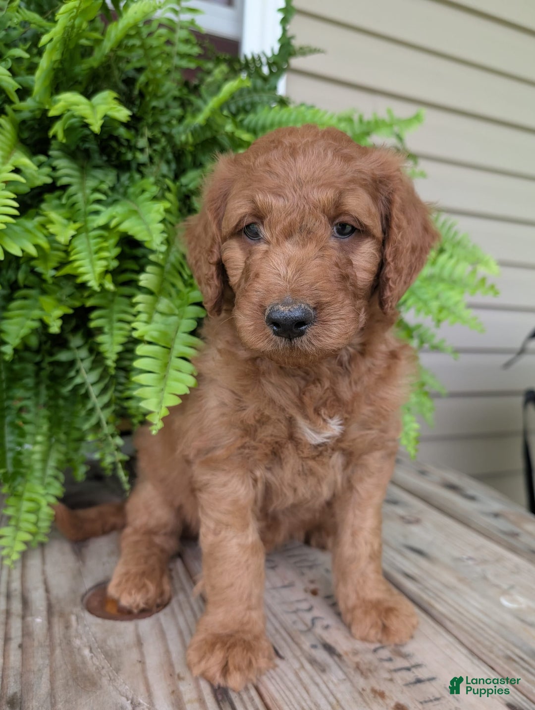 Goldendoodle dogs for sale: Dash - Image 3