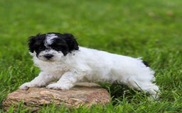 Miniature Poodle dogs for sale: Bentley - Image 7