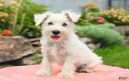 Miniature Schnauzer dogs for sale: Lake - Image 4