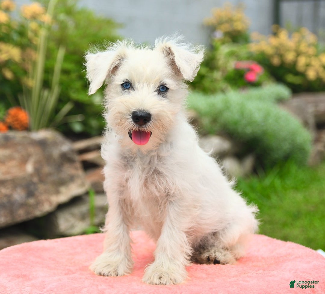 Miniature Schnauzer dogs for sale: Lake - Image 4