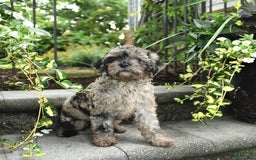 Cavapoo dogs for sale: Remi - Image 4