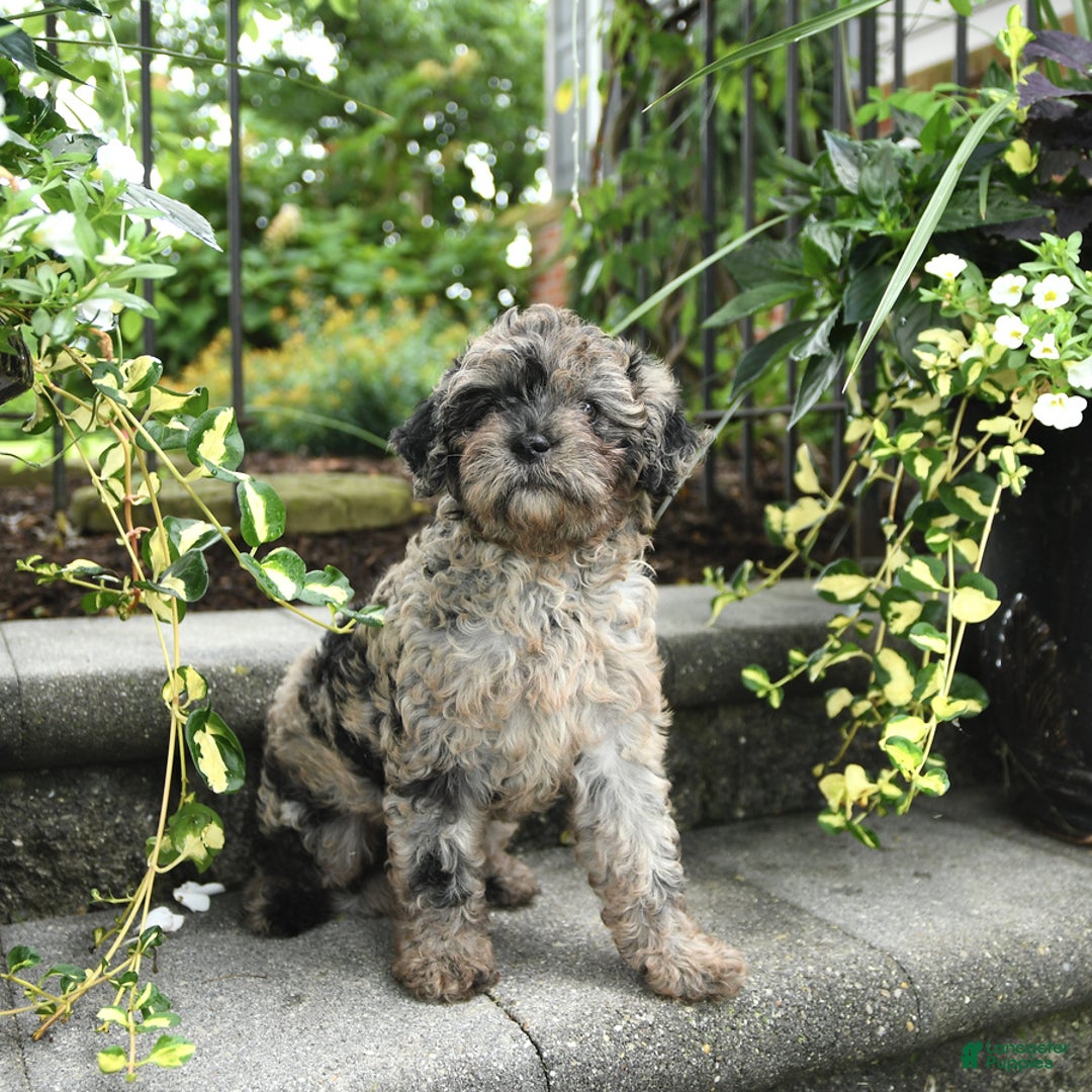 Cavapoo dogs for sale: Remi - Image 4