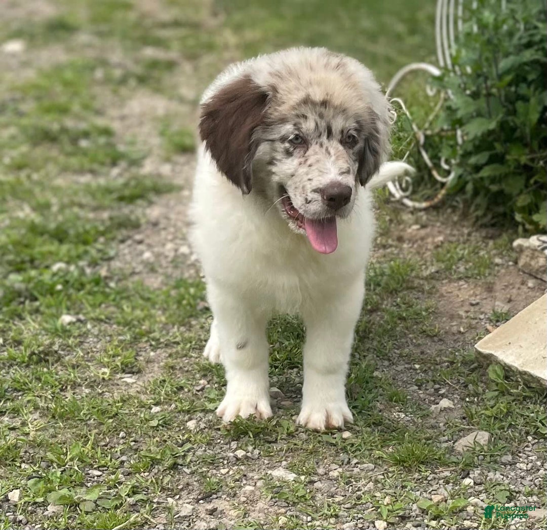 Newfoundland dogs for sale: Skipper Ofa Dna - Image 3