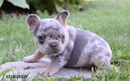 French Bulldog dogs for sale: Kyler - Image 3