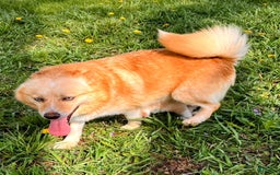Pomsky dogs for sale: Aden - Image 25