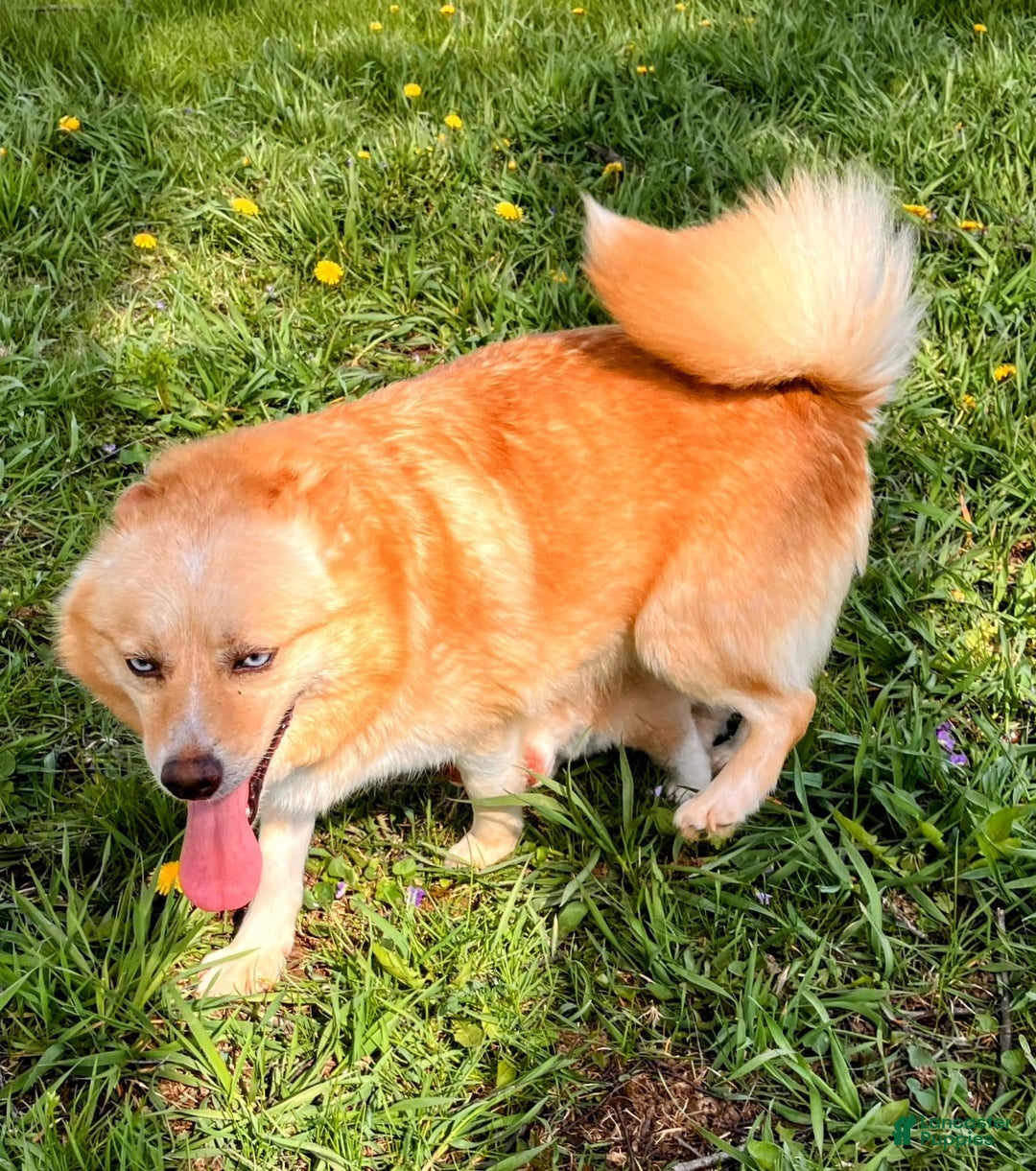 Pomsky dogs for sale: Aden - Image 25