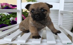 Cairn Terrier dogs for sale: Cassie - Image 3
