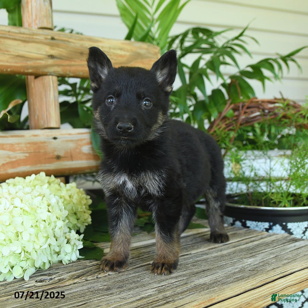 German Shepherd dogs for sale: German Shepherd 10 puppies - Image 2