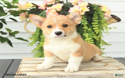 Welsh Corgi Pembroke dogs for sale: Princess - Image 4