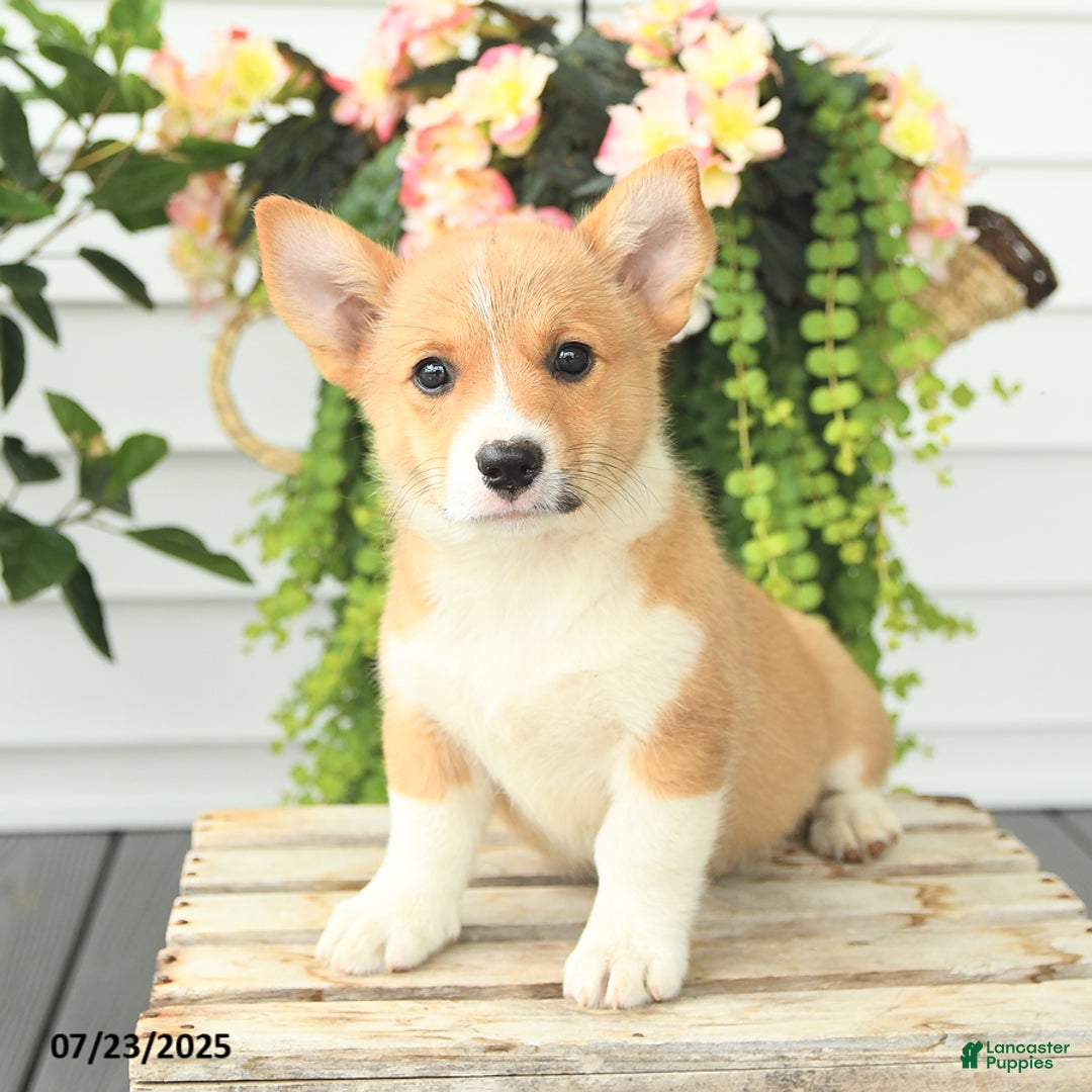 Welsh Corgi Pembroke dogs for sale: Princess - Image 4