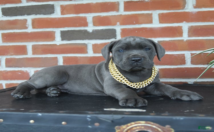 Cane Corso dogs - Advert 37