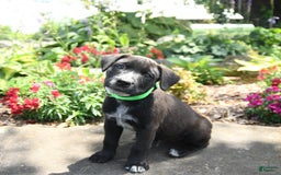 Australian Cattle Dog dogs for sale: Mickey - Image 3