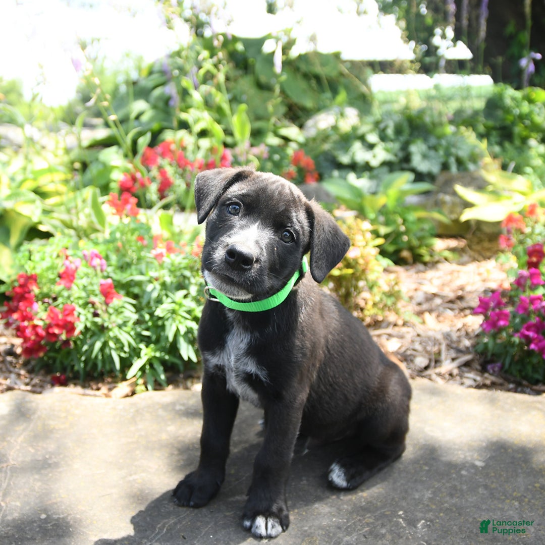 Australian Cattle Dog dogs for sale: Mickey - Image 3
