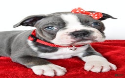 Frenchton dogs for sale: Bingo - Image 5