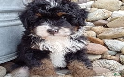 Mini Bernedoodle dogs for sale: Rambo - Image 2