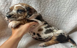 Great Dane dogs for sale: Root Beer - Image 2