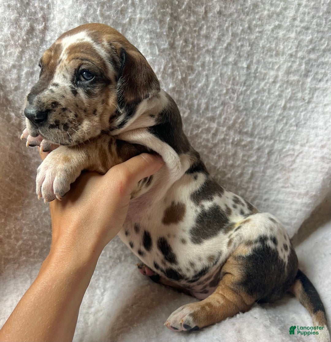 Great Dane dogs for sale: Root Beer - Image 2