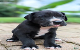 Great Dane dogs for sale: Chip - Image 3