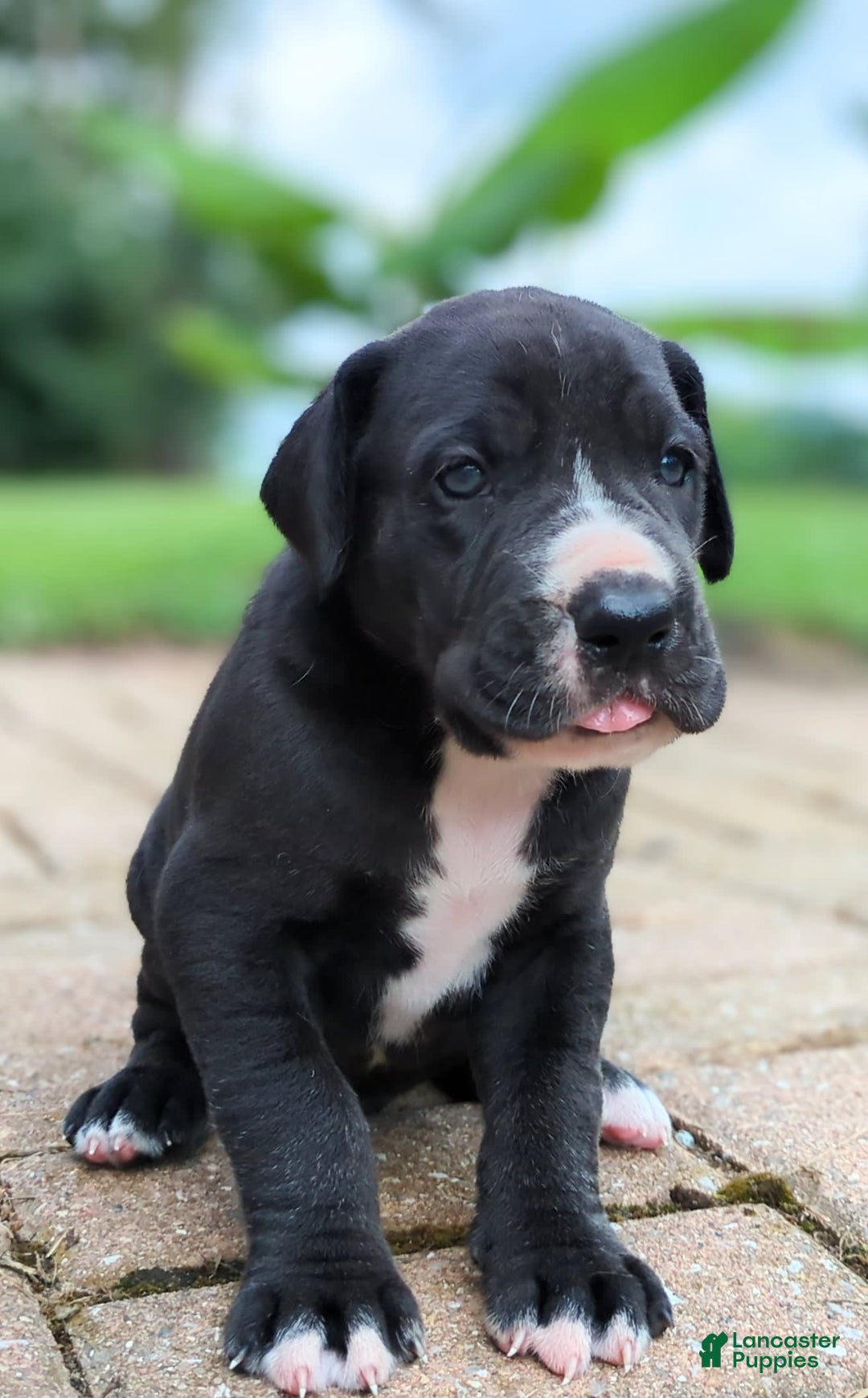 Great Dane dogs for sale: Chip - Image 3