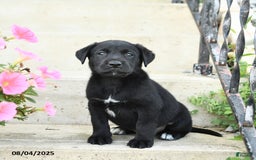 Jack Russell Terrier dogs for sale: Leo - Image 3