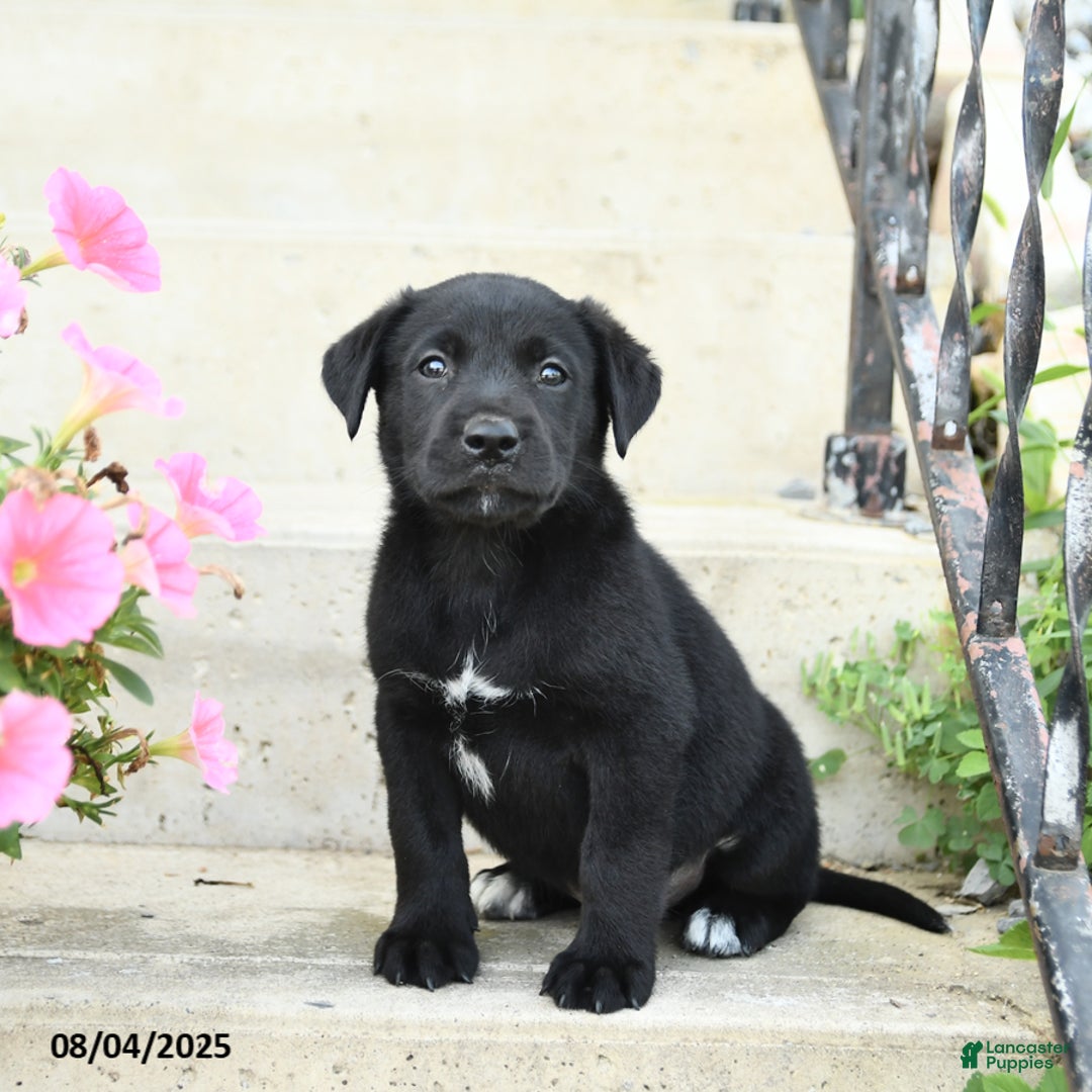 Jack Russell Terrier dogs for sale: Leo - Image 3