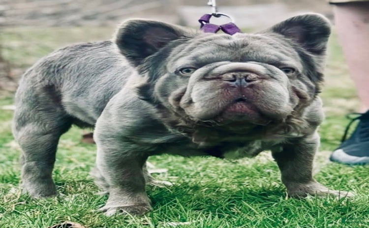 French Bulldog dogs for sale - Ad 2
