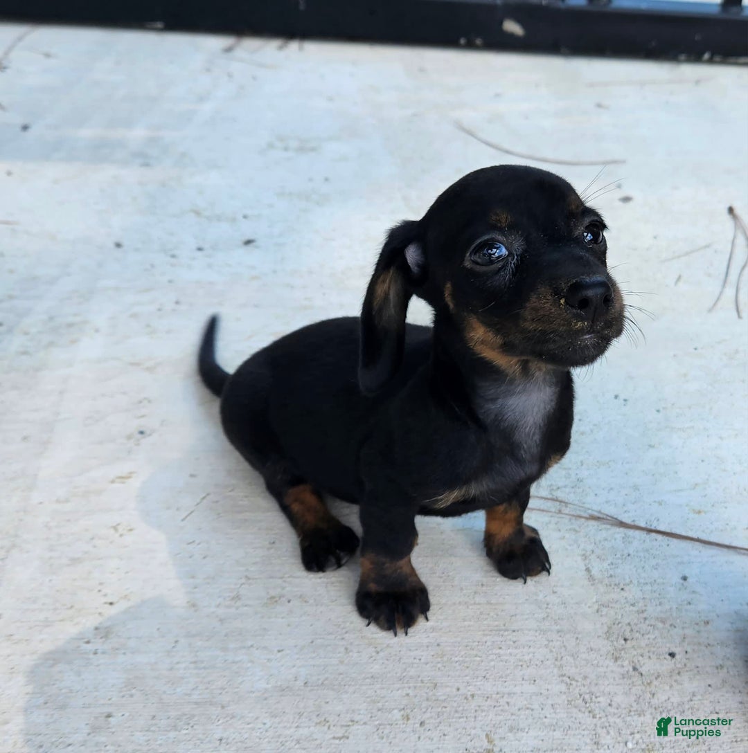 Miniature Dachshund dogs for sale: Molly - Image 2