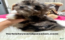 Yorkshire Terrier dogs for sale: Black Merle - Image 7