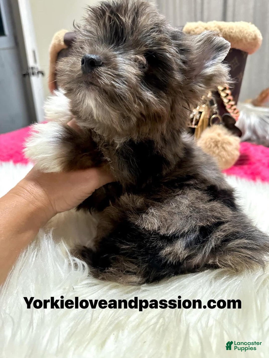 Yorkshire Terrier dogs for sale: Black Merle - Image 7