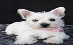 West Highland Terrier dogs for sale: Oona - Image 6