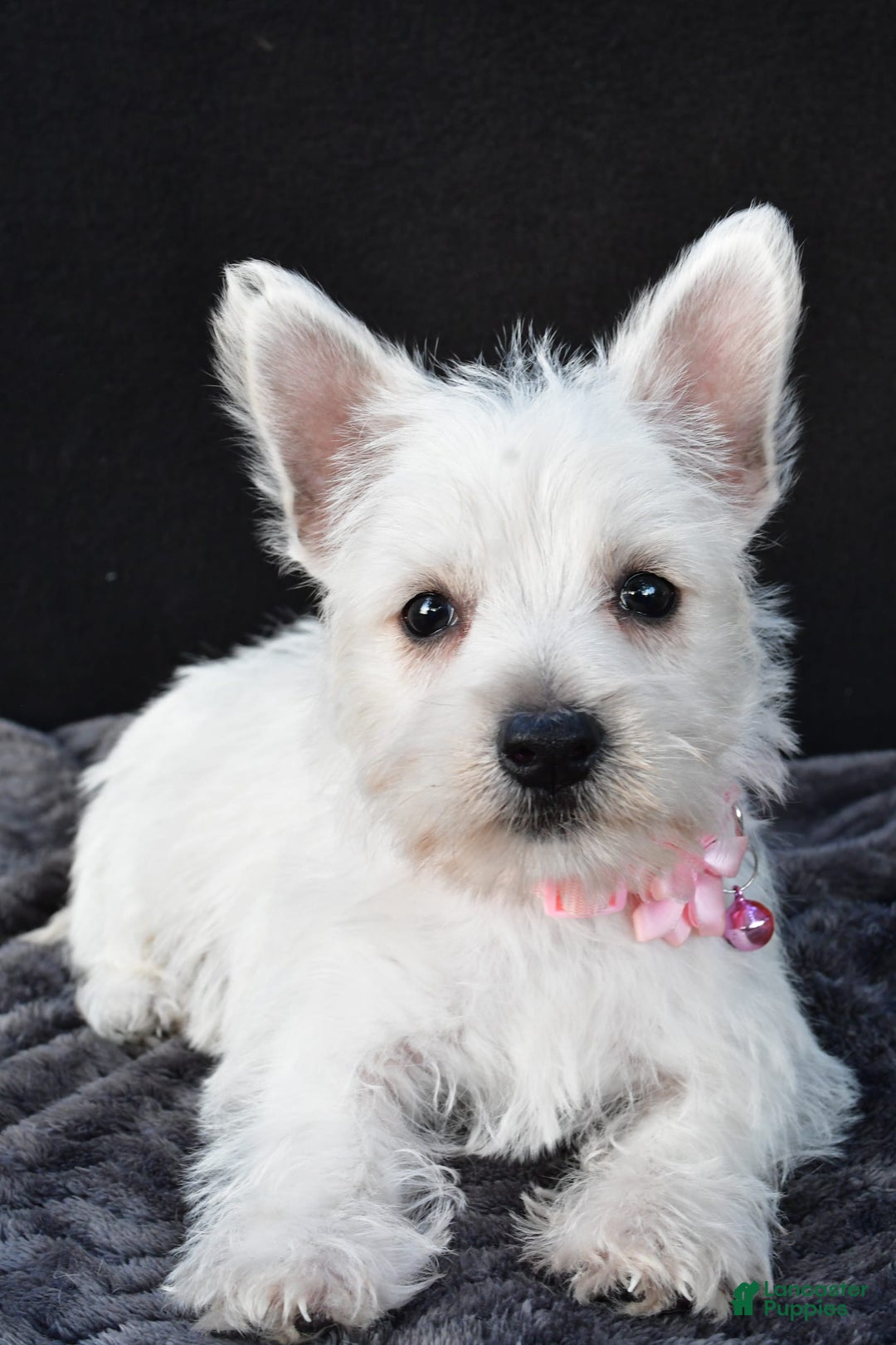 West Highland Terrier dogs for sale: Oona - Image 6