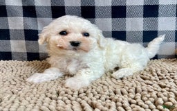 Bichon Frise dogs for sale: Blossom - Image 2