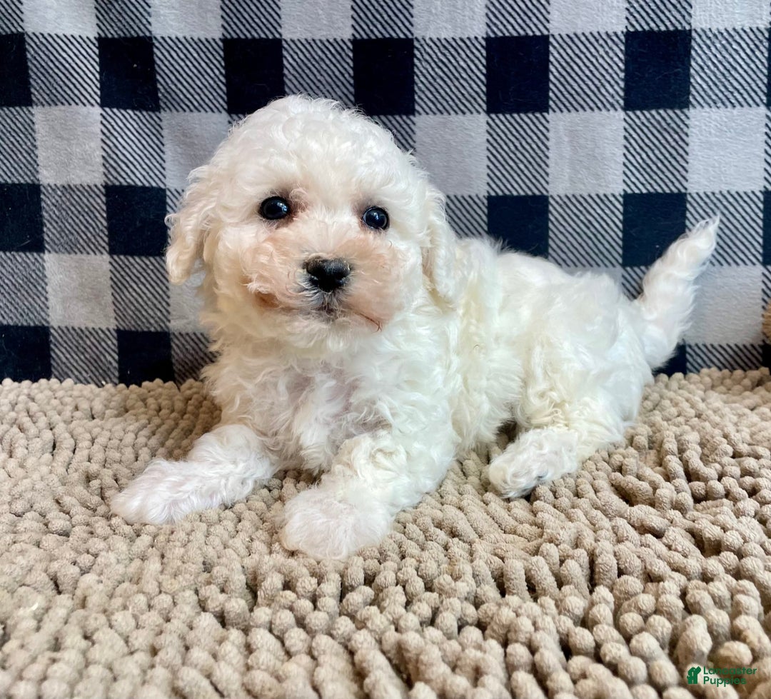 Bichon Frise dogs for sale: Blossom - Image 2