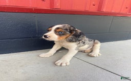 Beaglier dogs for sale: Alec - Image 6